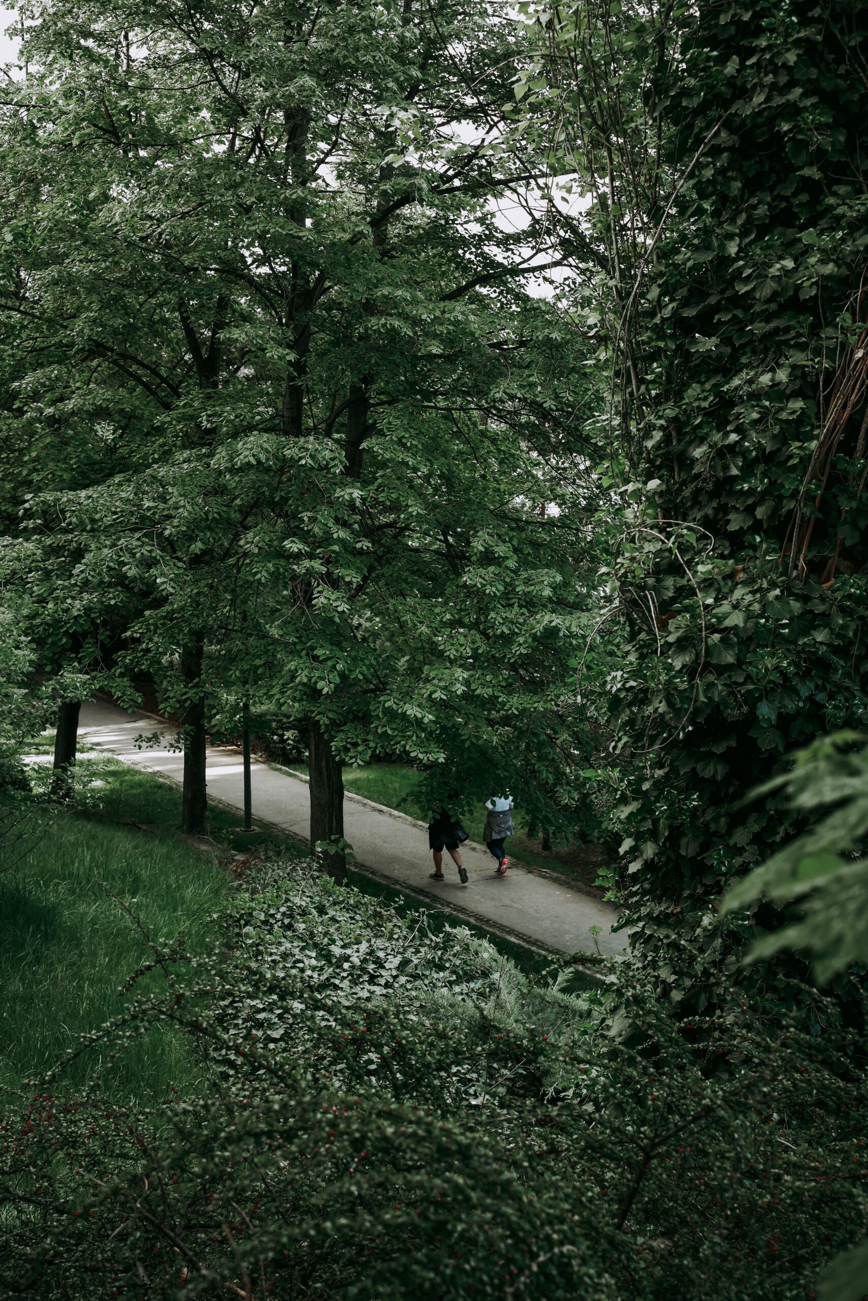 People walking along a tree-lined park path