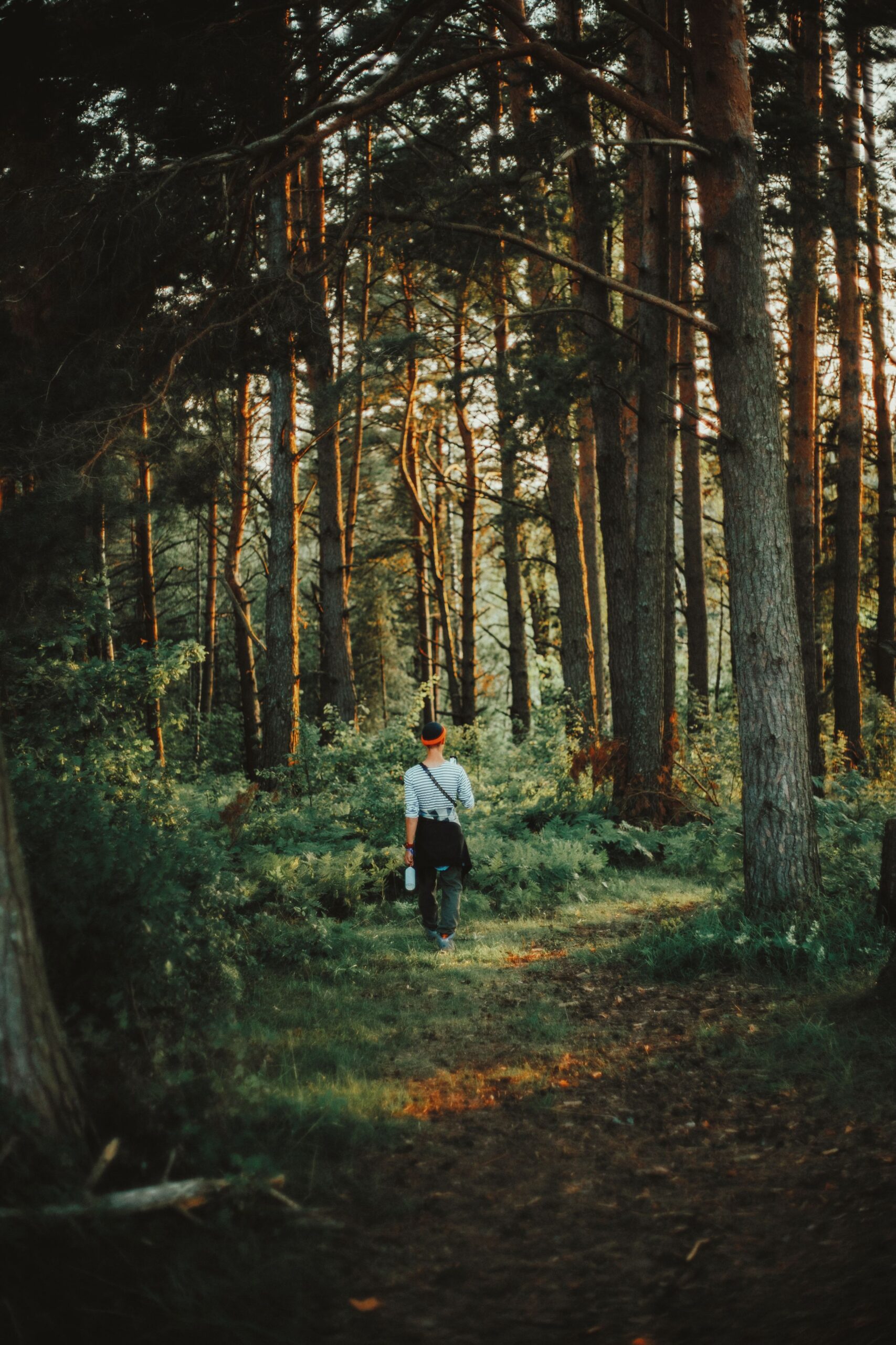 Person walking along a sunlit forest path
